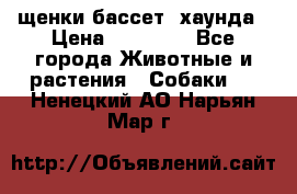 щенки бассет- хаунда › Цена ­ 20 000 - Все города Животные и растения » Собаки   . Ненецкий АО,Нарьян-Мар г.